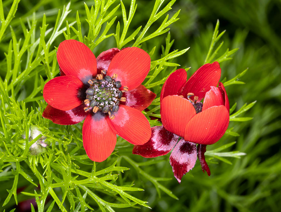 Adonis annua