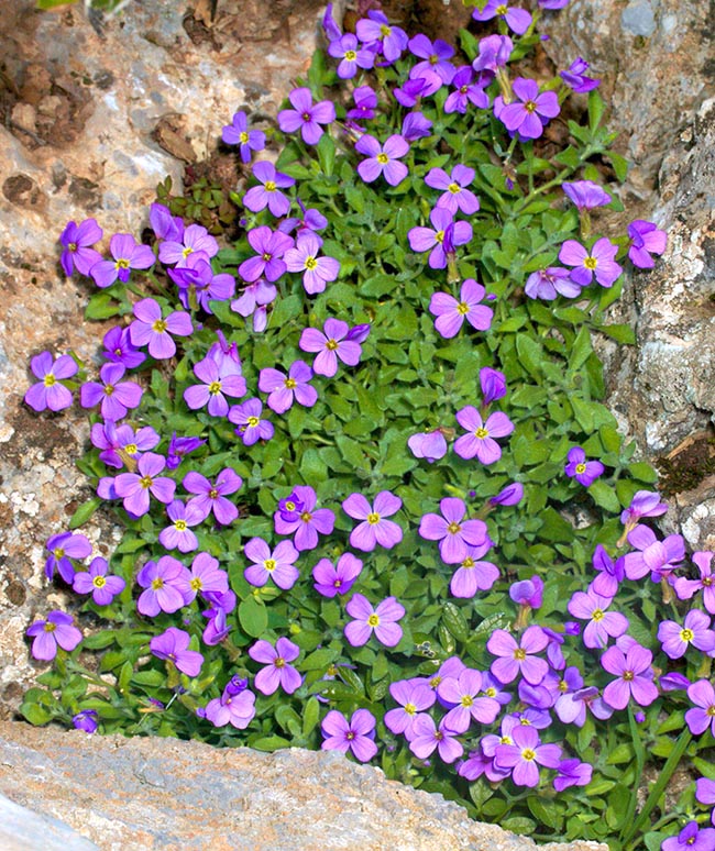 Aubrieta deltoidea belleza alpina.