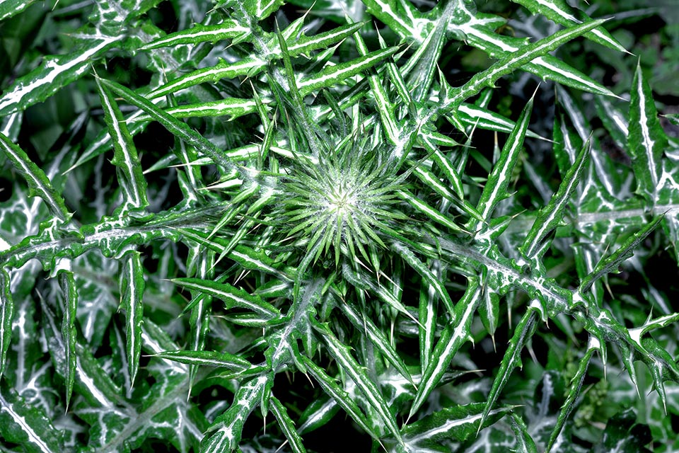 Inflorescencia en formación en una planta en el segundo año del ciclo. Esta parte es comestible y en la medicina popular la especie también posee virtudes medicinales 