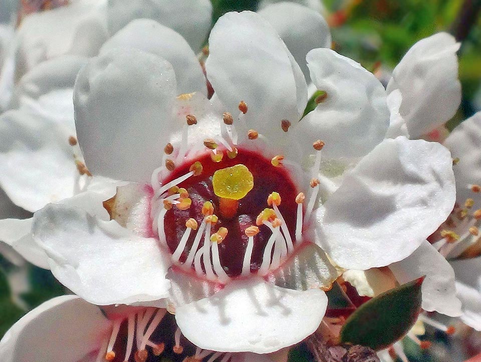 In nature flowers of Leptospermum scoparium are mainly white, but also red and double. Thanks to bees introduced from Europe they produce a bitter honey rich in medicinal virtues 