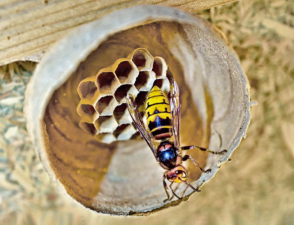 Vespa crabro