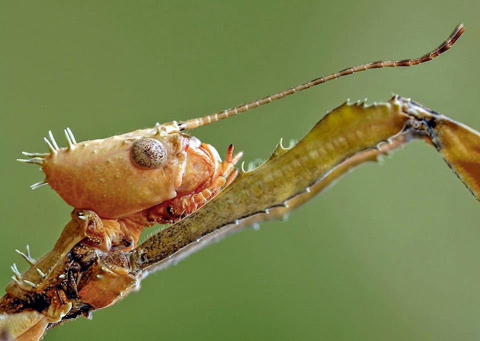 Le nom de l'espèce tiaratum, c'est-à-dire en latin "avec une tiare", fait lui allusion à sa tête allongée qui semble porter cet ancien couvre-chef