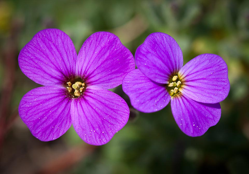 La mayoría de las plantas cultivadas son híbridos Aubrieta x cultorum. 