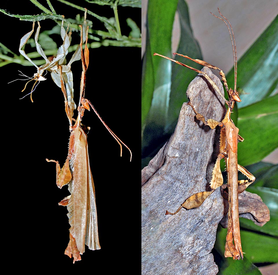 Left, an adult male near the exuvia after the last moult. Right, metamorphosis over, it rests peacefully in the sun with the wings folded. Unlike females, the males are slender with long antennae and big wings to fly away fast in case of danger emitting unpleasant odours. Consequently, the horrific postures and the thorns are of no use.
