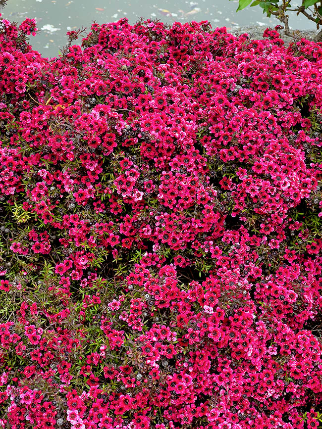 Leptospermum scoparium, pruned low, is also a garden plant due to its long and abundant blooming 