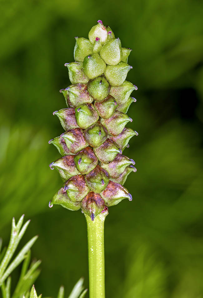 Adonis annua