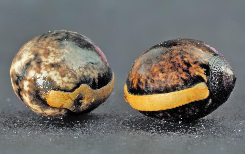 The eggs, with a diametre of about 5 mm, are mistaken by ants of the genus Leptomyrmex for seeds of an acacia and carried as food stock to the nest where they will safely complete their incubation. At first glance newborns are identical to the ants hosting them, and so, camouflaged, will then be able to get out from the anthill without risks 