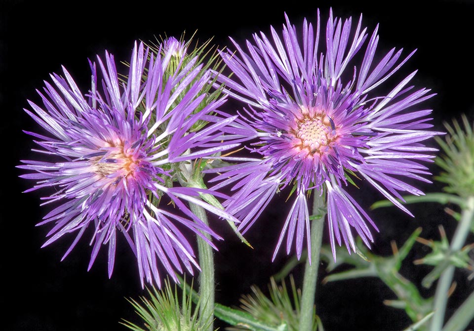 La inflorescencia es un capítulo discoide sólo con flores tubulares. El involucro es acampanado, formado por numerosas escamas imbricadas 