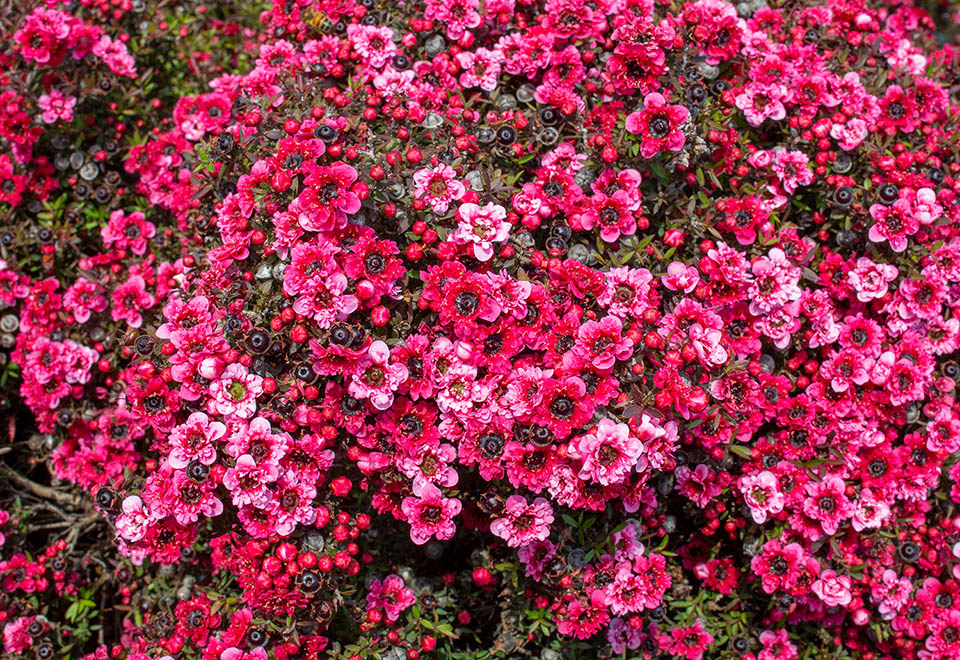 In the wild some species of the genus hybridize each other giving the nursery men several ornamental cultivars with surprisingly coloured petals 