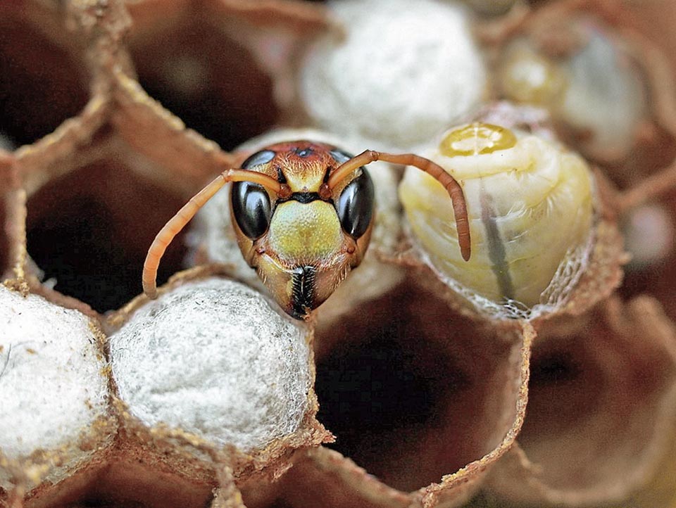 Vespa crabro