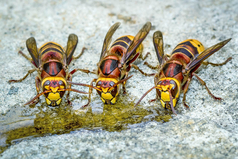 Vespa crabro