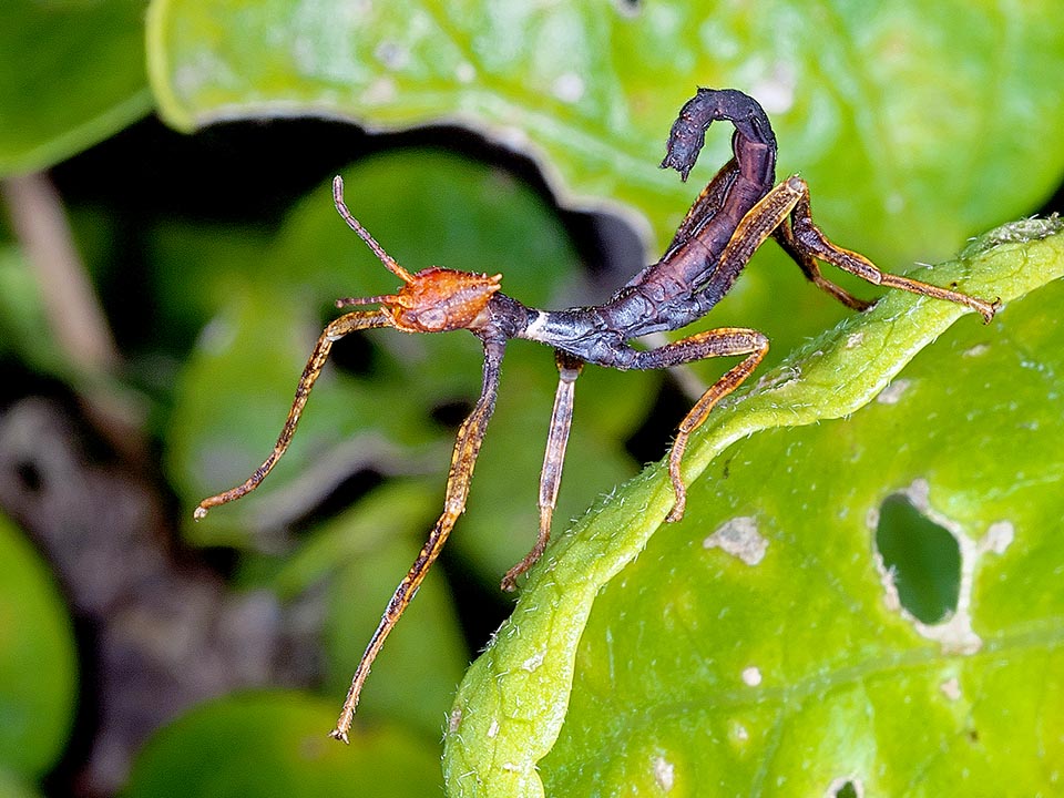 Extatosoma tiaratum 