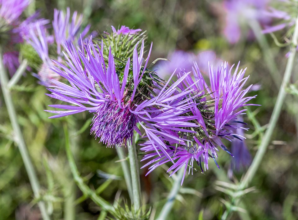 Galactites tomentosus