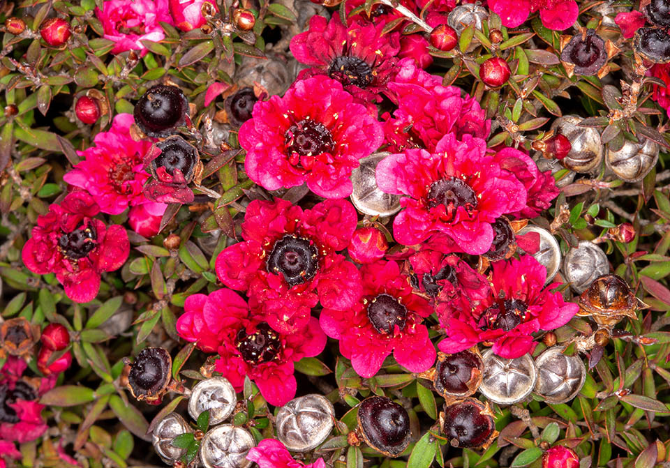 Junto a las flores de Leptospermum scoparium se pueden ver los frutos en diferentes estados de maduración. Son cápsulas ricas en semillas que permanecen en la planta durante todo el año.