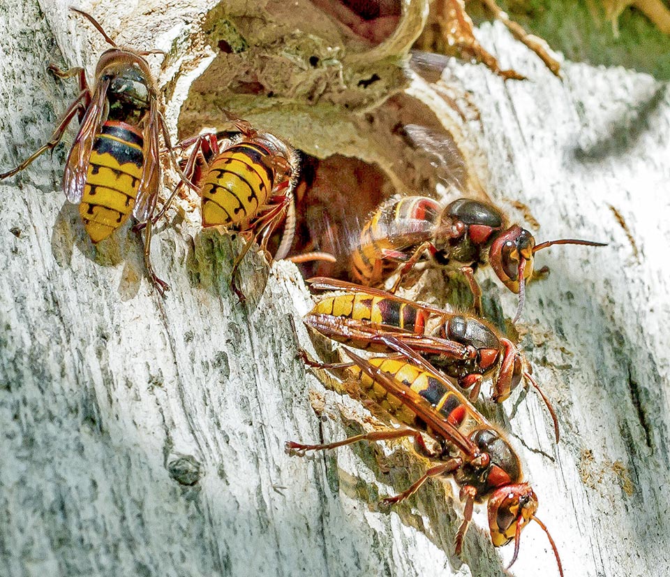 Vespa crabro, European hornet 