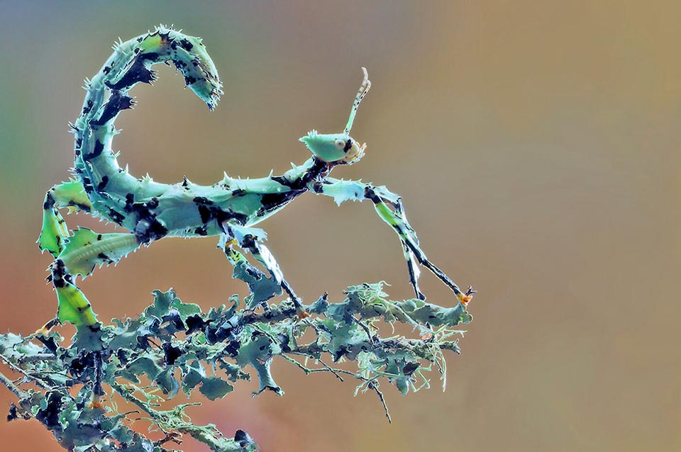 Leur couleur dépend de la température, de l'intensité lumineuse et de l'alimentation. Ici une néanide femelle du troisième âge bien mimétisée et ressemblant à des lichens 