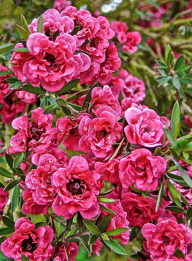 Leptospermum scoparium 'Red Damask' es un arbusto compacto, de hasta 2,5 m de altura, con vistosas flores dobles de color rosa.