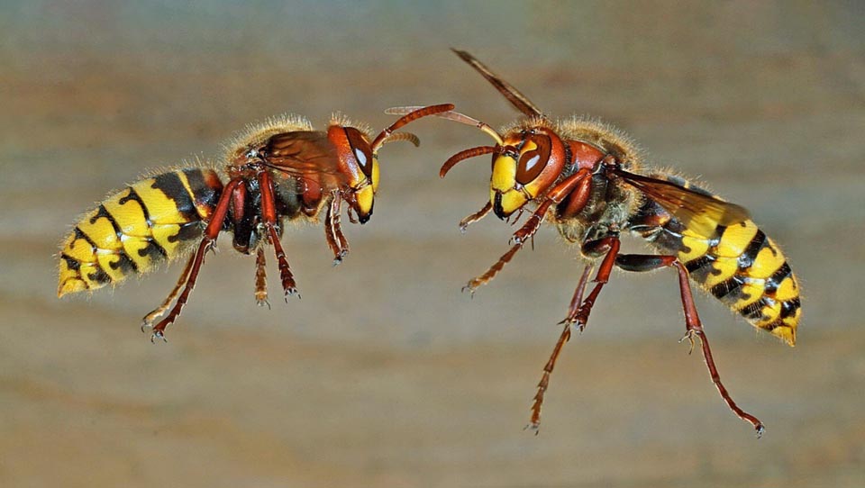 Vespa crabro 