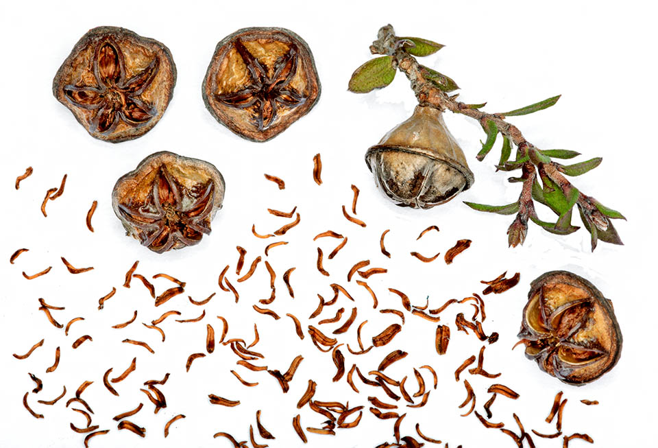 Close-up of the woody capsules of Leptospermum scoparium full of tiny seeds that, dispersed by the wind, keep vital for many years 