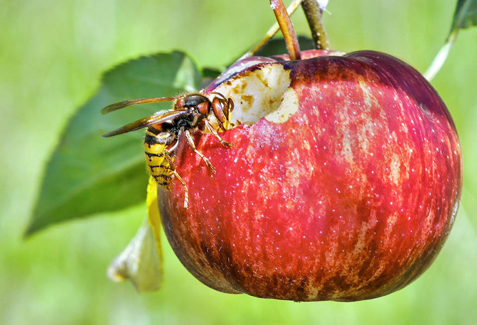 Les liquides sucrés représentent une importante source énergétique et le frelon ronge souvent les fruits mûrs en été et en automne