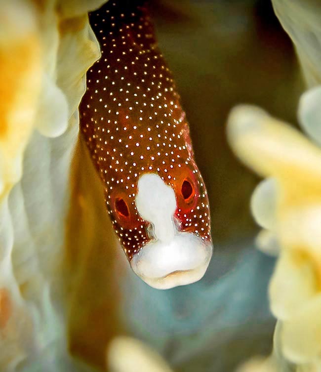 With its flattened small snout and the big eyes having the rather sad expression of a pug, the Bulbonaricus brauni is a definitely unusual Syngnathiformes of the tropical Indopacific, described only in 1978