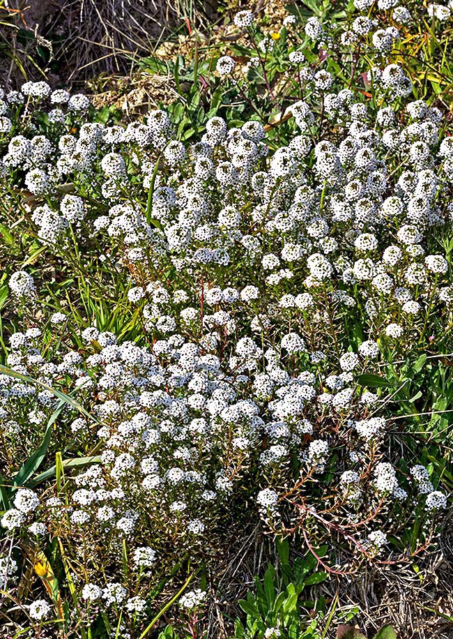 Floraison spontanée de Lobularia maritima dans l'arrière-pays de la Principauté de Monaco 