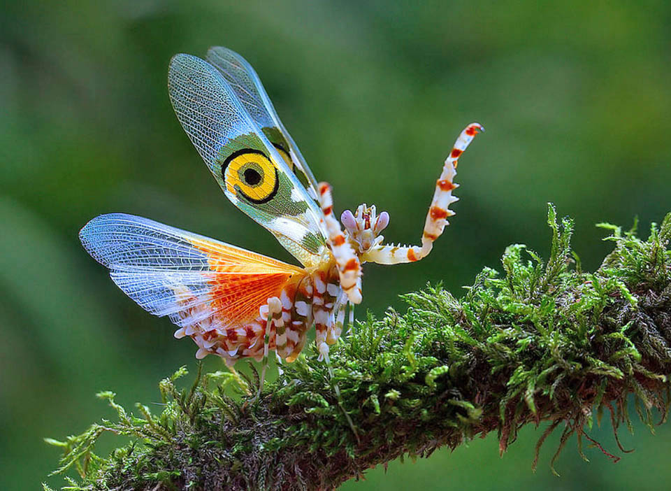 Pseudocreobotra wahlberghii is a small African tropical mantis. Because of its colourful beauty, it is called Spiny flower mantis. The adult who fears a threat assumes a terrifying look, raises the head, the prothorax and the fore legs, as well as the forewings evidencing the ocellar spots that recall the number 6 or 9