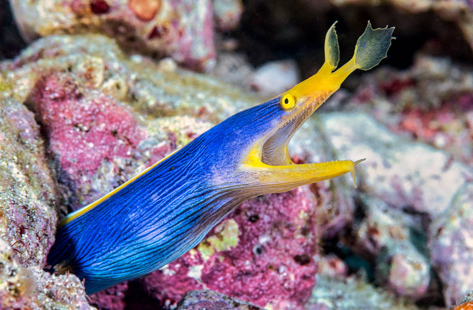 Unmistakable for the showy livery and its odd nasal expansions, the Ribbon moray (Rhinomuraena quaesita) has a very vast range in the tropical Indo-Pacific 