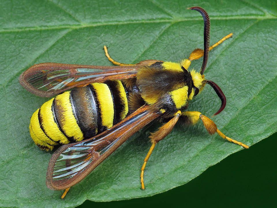 Papillon inerme qui se fait passer pour un frelon Sesia apiformis est présent en Europe, en Asie centrale, en Sibérie, au Moyen-Orient et en Amérique du Nord 