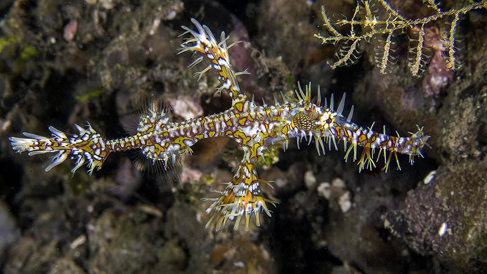 Il Pesce fantasma ornato (Solenostomus paradoxus) vive nelle acque calde dell’Indopacifico occidentale. Questo maschio, irto di brandelli mimetici simili a spine, si direbbe l’incrocio fra un cavalluccio marino e un pesce ago. E infatti una certa somiglianza c’è, visto che tutte queste sono specie appartenenti all’ordine dei Syngnathiformes 