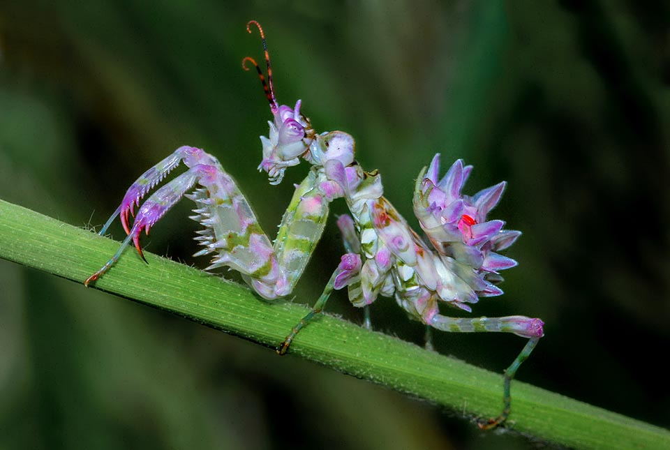 This nymph displays on the wing outlines the future ocellar spot. The fore raptatory legs are already equipped with spines like the adults 