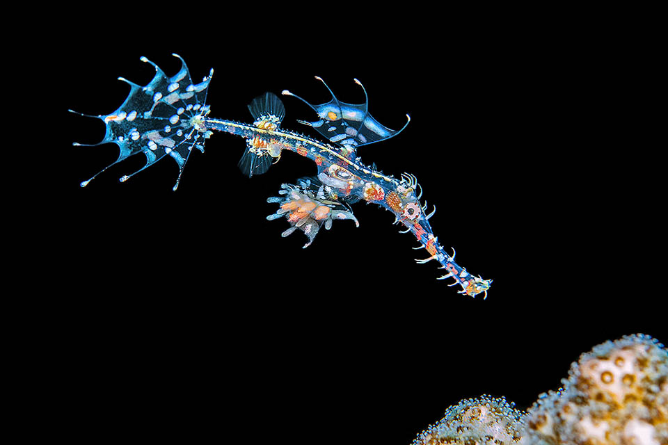 This stage ends when they reach the size of the adult males. The rays of the first dorsal fin and of the caudal one are proportionally much longer 