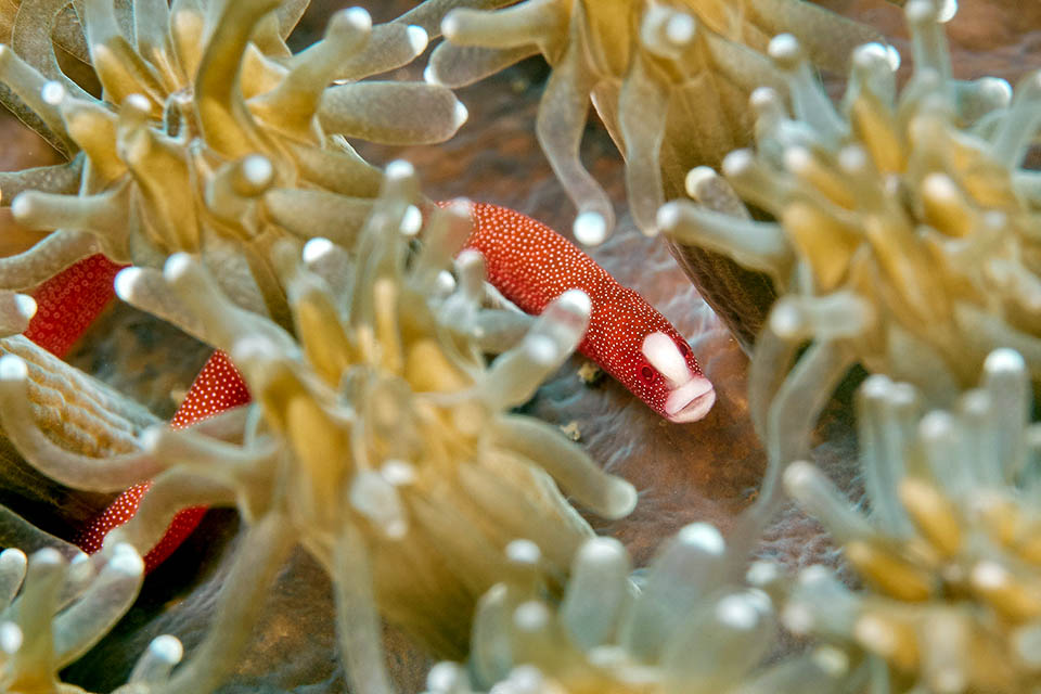 Lungo poco più di 5 cm è una sorta di pesce ago anguilliforme che ha perso quasi tutte le pinne e il tipico muso allungato dei cavallucci marini, caratteri che conserva solo allo stadio di larva natante, prima della sua vita demersale. Non gli servono più perché passa poi tutta la sua esistenza nascosto fra i polipi di alcune madrepore a placche