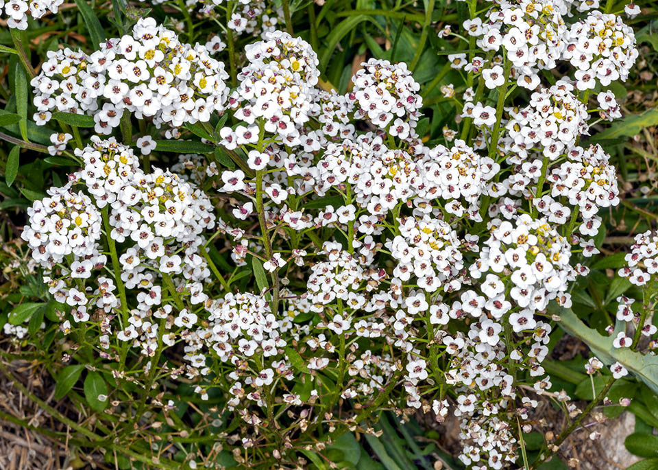 Native to the western Mediterranean coasts, Macaronesia and Bay of Biscay, it is a species now naturalized in the temperate climates of all the world 