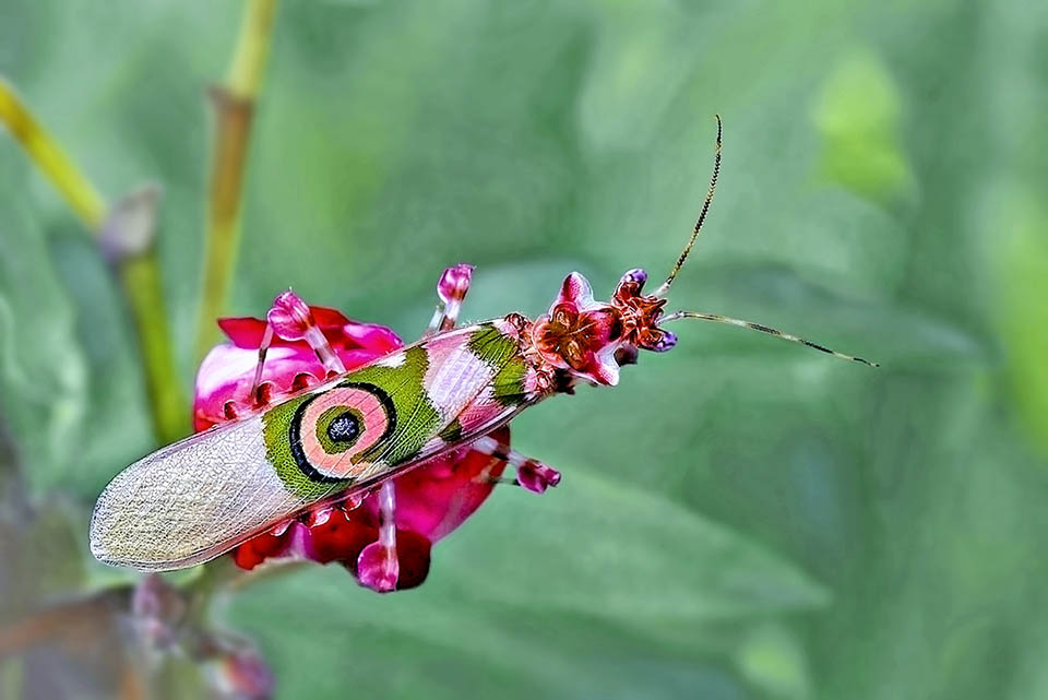 Les femelles, légèrement plus grandes que les mâles, sont souvent camouflées sur ou près des fleurs pour capturer les insectes attirés par la couleur et le parfum 