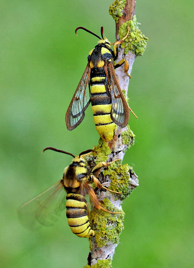 The male, attracted by the females sexual feromon, is always on the move. Here is chasing one of them on a branch