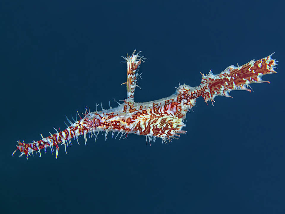 Mais alors que chez les hippocampes et les poissons-aiguille les œufs sont incubés par les mâles ici ils sont protégés par les femelles dans un sac ventral né de la fusion des nageoires pelviennes