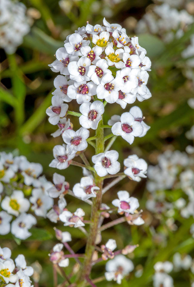 Planta comestible de sabor picante con virtudes medicinales, posee un néctar dulce que atrae abejas, mariposas y otros insectos polinizadores con elegantes racimos que pueden superar los 20 cm de altura. Los pétalos son blancos o morados 