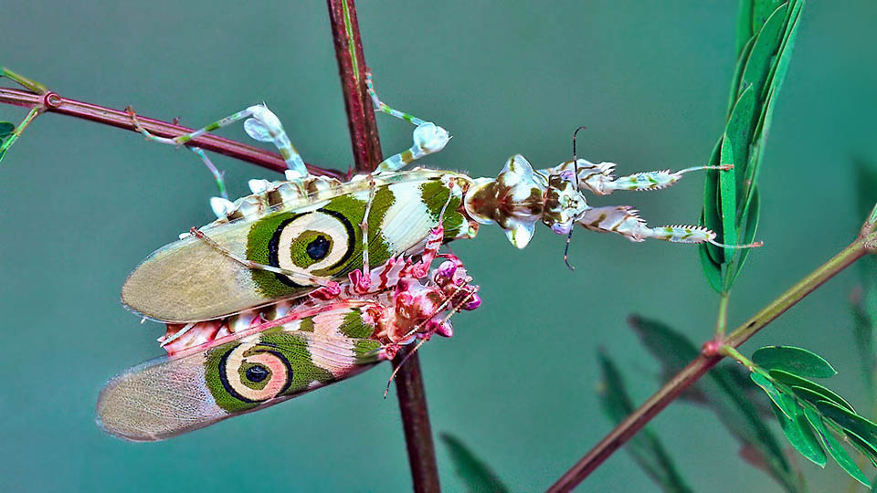 To reproduce the male approaches cautiously the always available female, ready as it is to secure a meal 