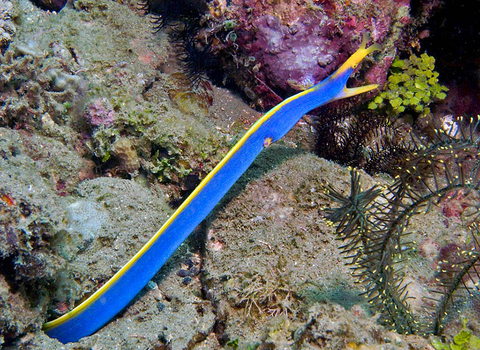 Voici la livrée mâle jaune et bleue. On note l'ouverture branchiale et la longue nageoire typique des Murénidés qui remplace les autres. Ici elle reste jaune à toutes les étapes de la vie