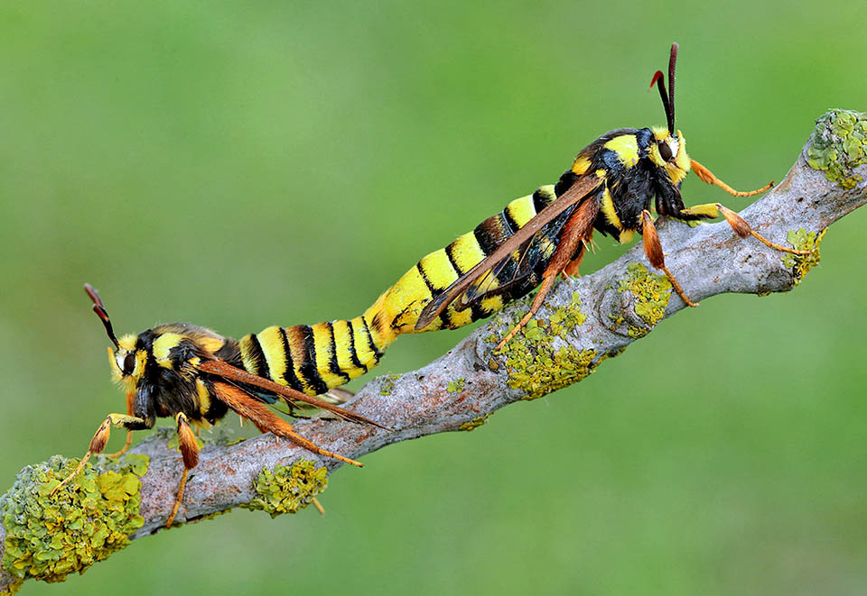 This, now mating, is much less active. Bigger, doesn't move much from the place where was born, limited to spreading from a well exposed position its call 