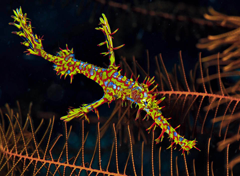 Livery is iridescent, often seeming like Harlequin dress. They don't have scales. The body is protected by bony plates and the operculum seems a chessboard 