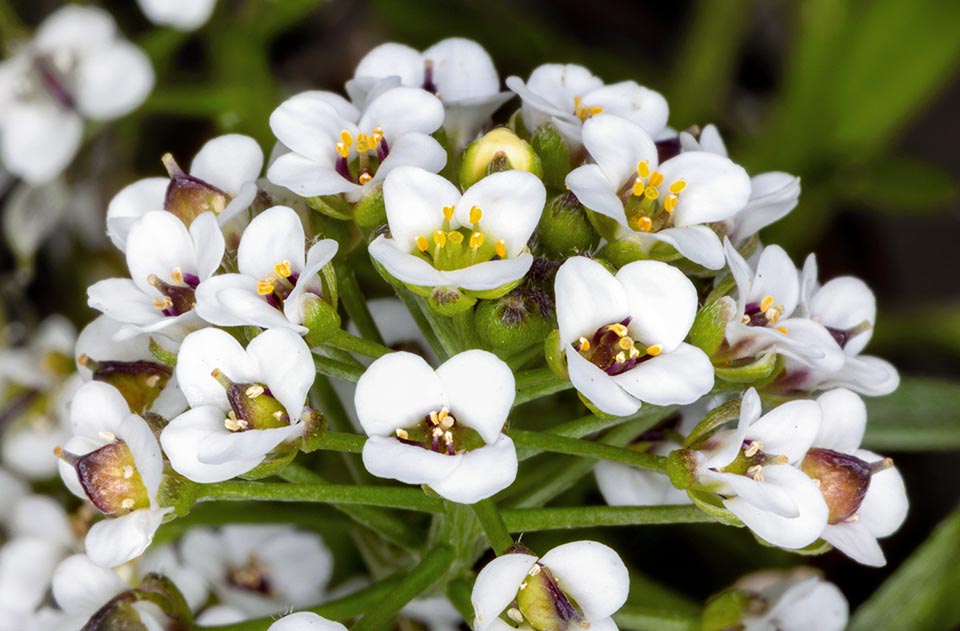 Detalle de una inflorescencia. Hay 6 estambres de diferente longitud llamados tetradínamos, 4 largos y 2 laterales más cortos, y frutos en crecimiento con vistosos estilos