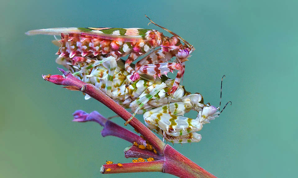 It often rises on the back of the partner and stays there long out of reach of its terrible raptatory legs. Only a second time the mating takes place lasting for hours. The female devours often the companion starting from the head that might block the mating. The male is fully exploited in the interest of the species 