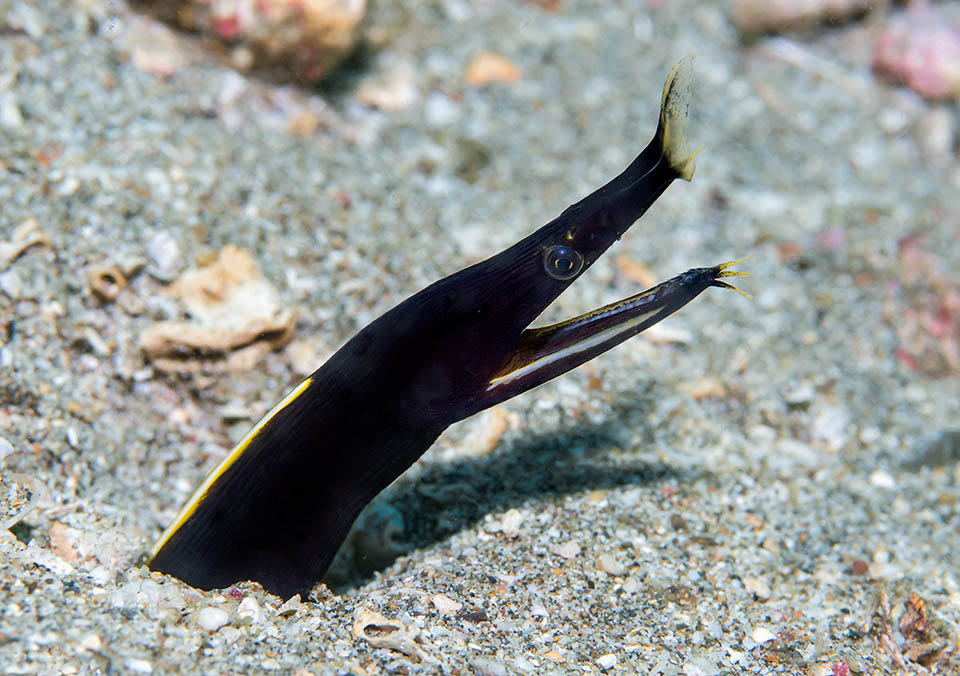 Chez les juvéniles, d'un noir corbeau, c'est la seule tache de couleur comme le jaune sur la tête qui intrigue les proies. Elle se nourrit de petits poissons retenus par ses dents recourbées et avalés entiers