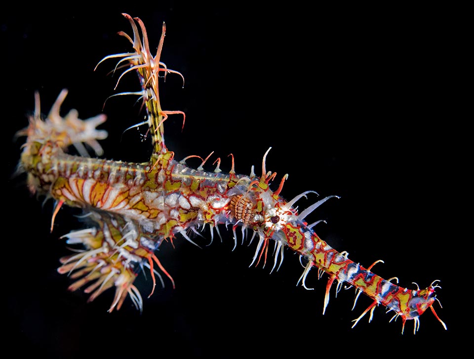 L’occhio è ben nascosto, mimetizzato alla base del lungo muso, e la bocca è armata da minuscoli denti. Servono a trattenere i microscopici gamberetti di cui si nutre, appartenenti spesso al genere Mysida, e a mangiucchiare i polipi delle gorgonie e dei coralli neri per non parlare delle lunghe braccia piumose dei crinoidi 