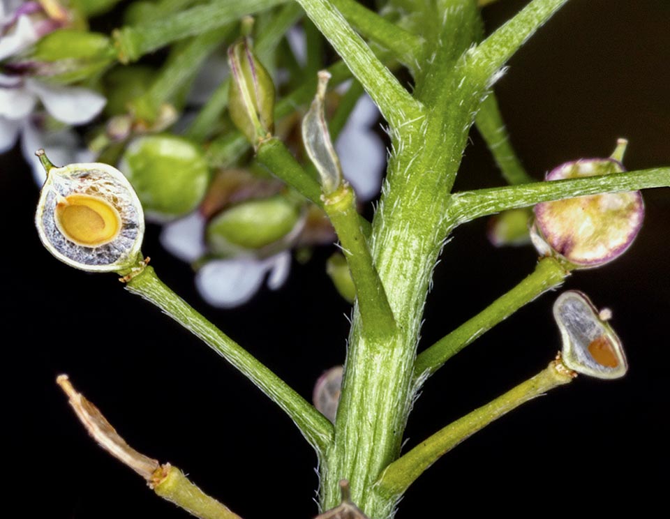 The fruits, flat and roundish, are silicles having 2 seeds. The one just opened, left, is surrounded by the placental frame called replum 