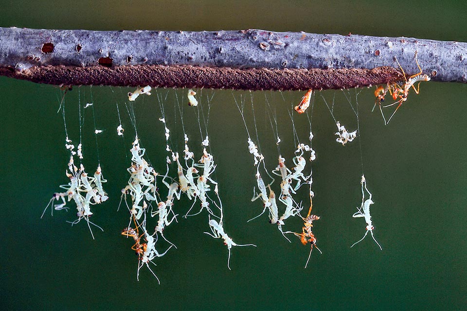 Des oothèques, qui mesurent environ 4 cm de long, sortent les néanides, qui se débarrassent peu après de la membrane qui les a protégés pendant leur sortie 