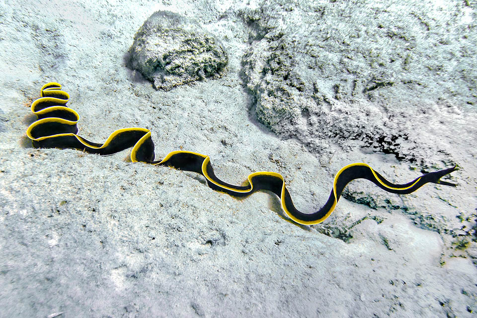 La Murène ruban n'est pas un animal territorial et parfois comme ce jeune elle peut se déplacer à la recherche de zones plus poissonneuses 