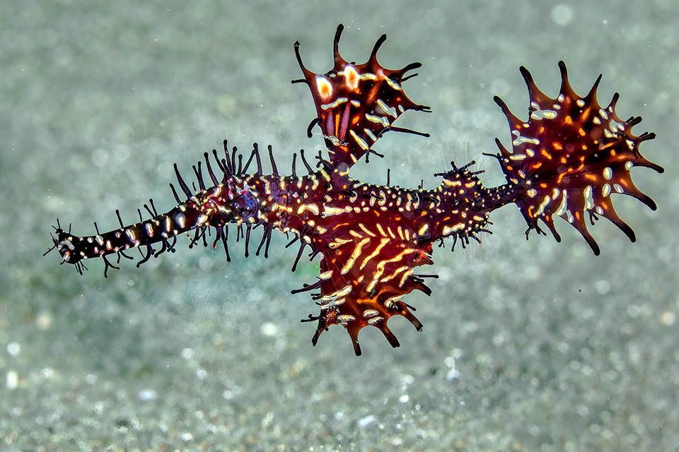 Swimming male. We see at once the ovaliform caudal and the first big dorsal fin like the pelvic ones. The second dorsal, the anal and the pectoral are small and transparent 